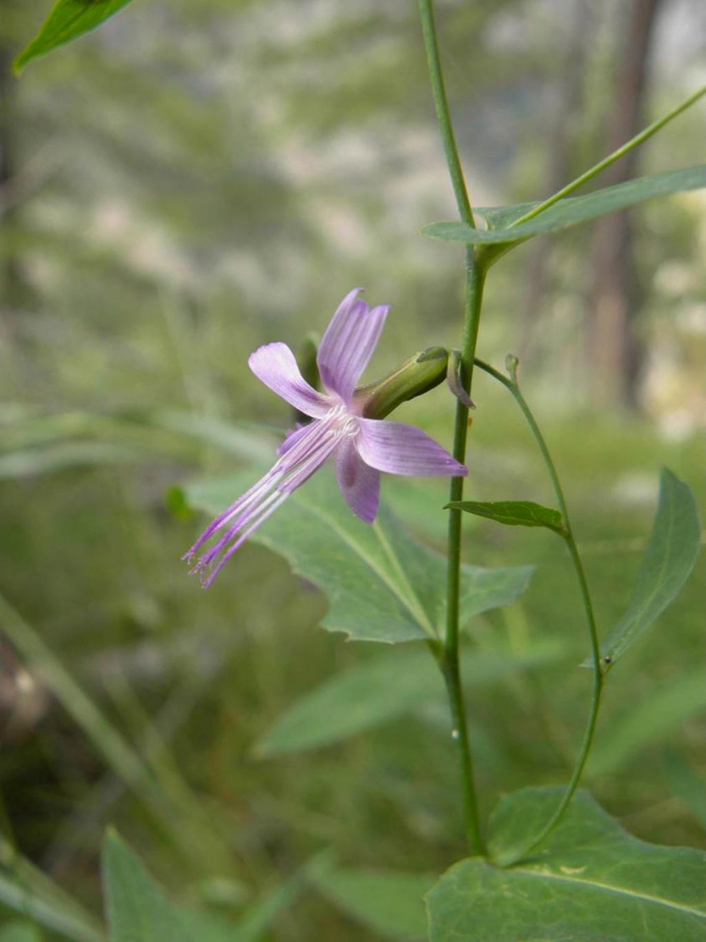 Caryophyllaceae? Silene sp?  No, Prenanthes purpurea (Asteraceae)